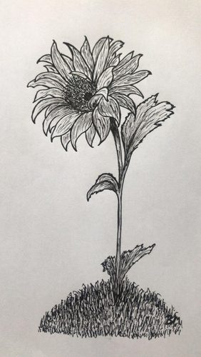 Brenda, sunflower.